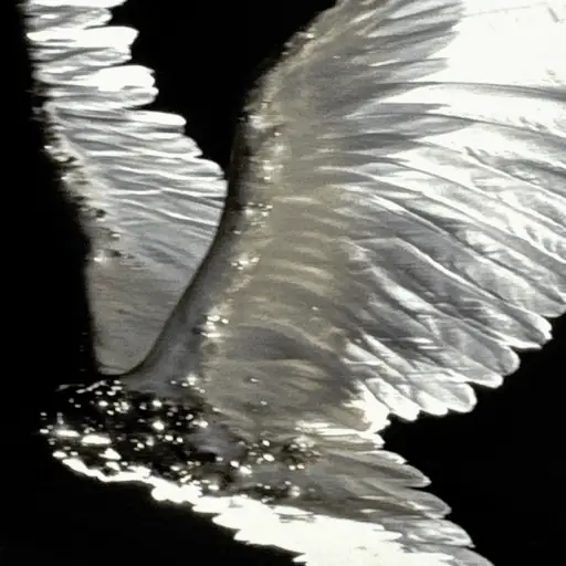 DJ Boys Chamber / Sca Life