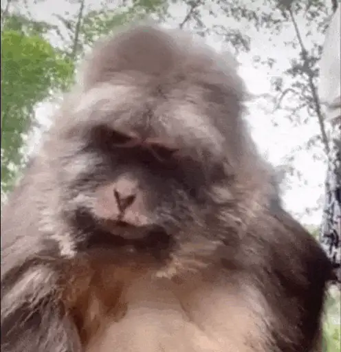 Artist: Лил Мартышка