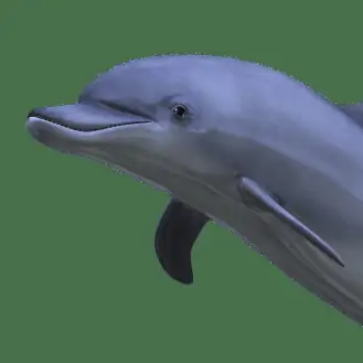 Dolphin2048