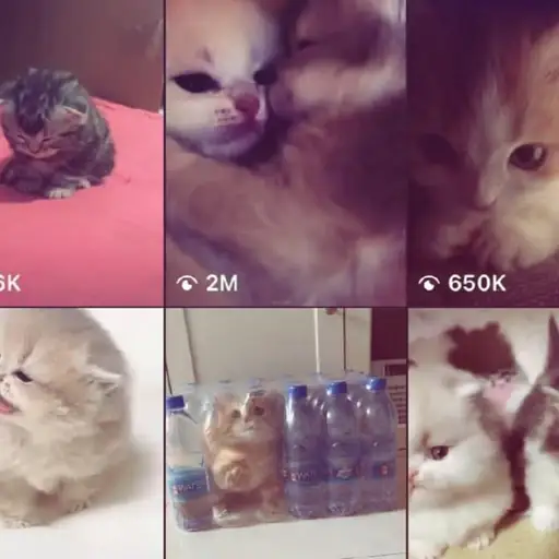 Single cover: wegonbealr