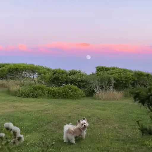 Single cover: Summer Dog