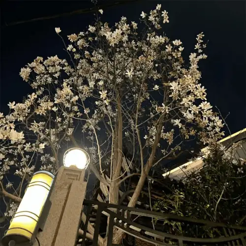 Single cover: layover in shanghai